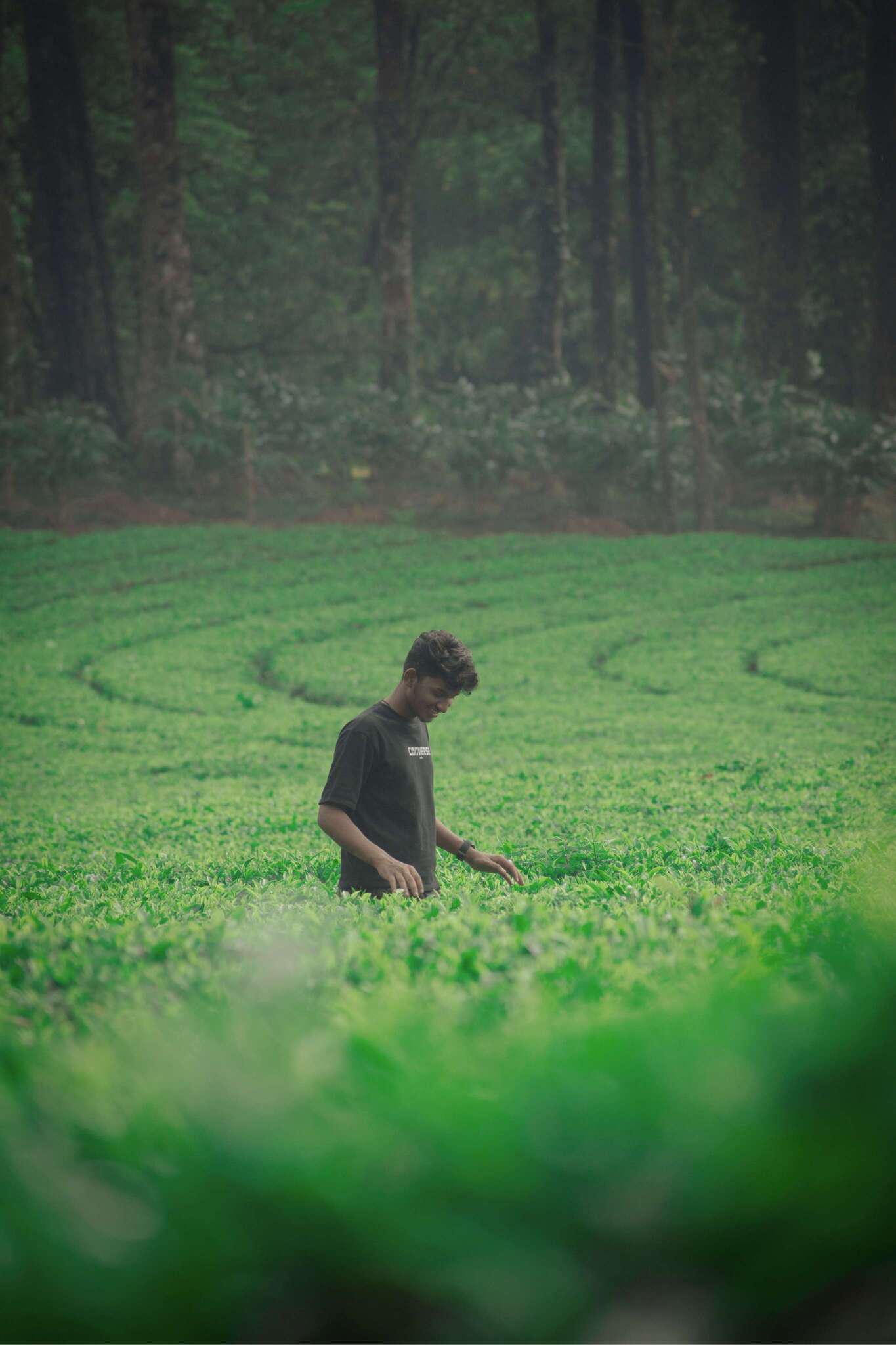 tea_plant